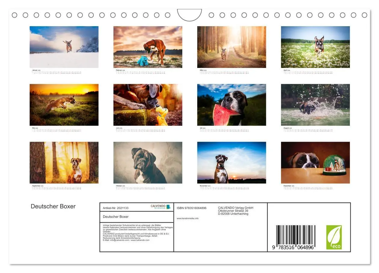 Bild: 9783516064896 | Deutscher Boxer (Wandkalender 2026 DIN A4 quer), CALVENDO...