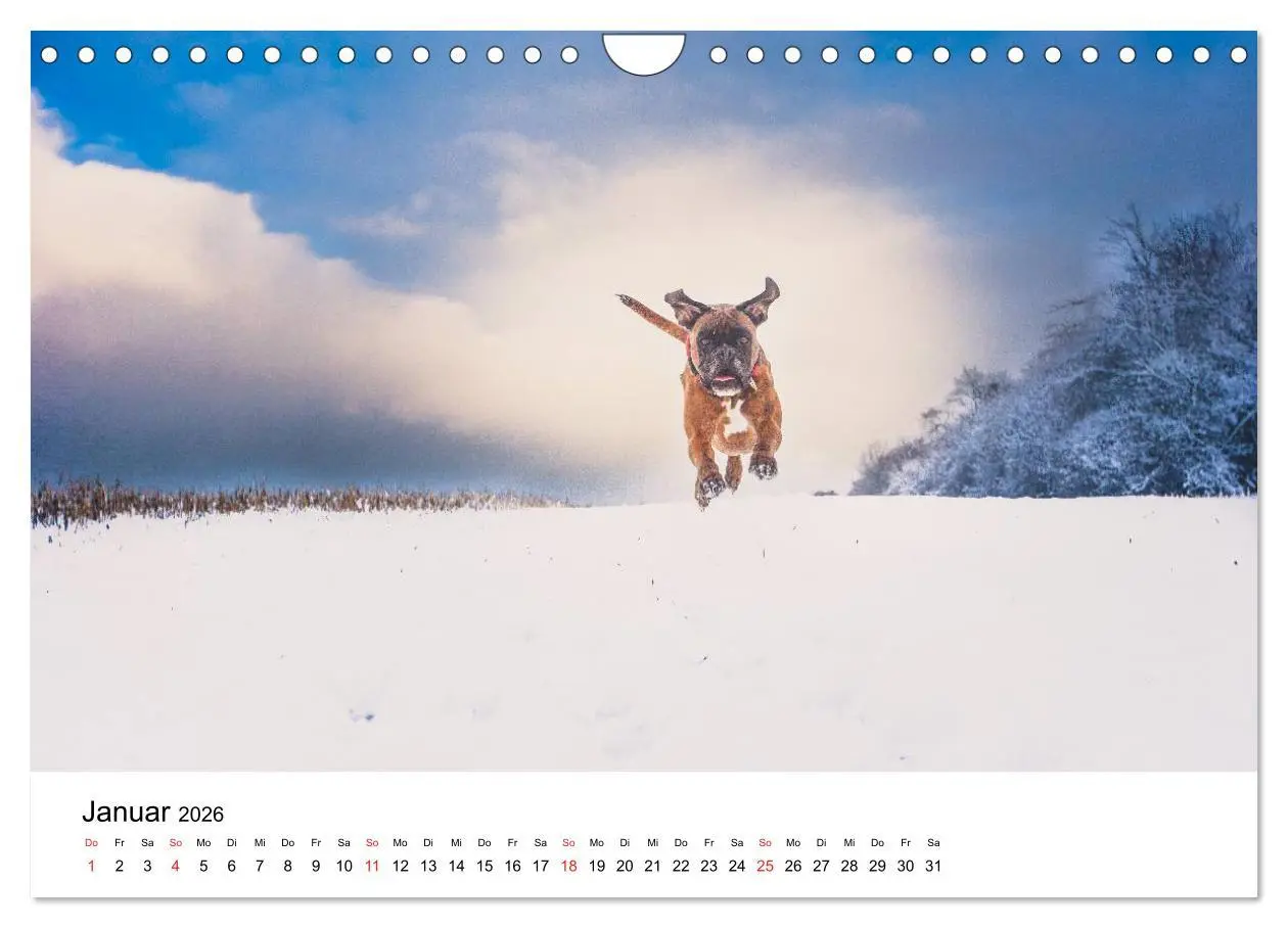 Bild: 9783516064896 | Deutscher Boxer (Wandkalender 2026 DIN A4 quer), CALVENDO...