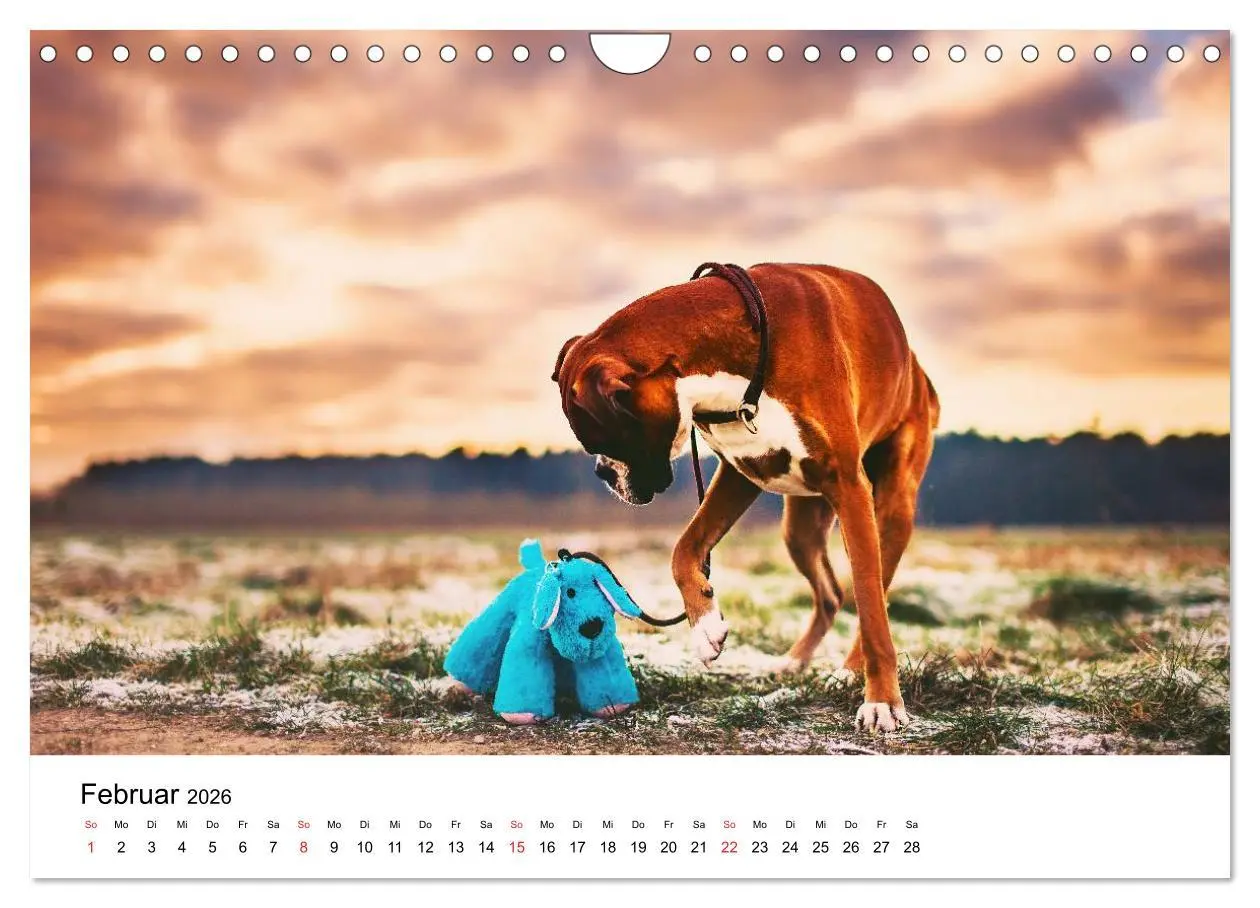 Bild: 9783516064896 | Deutscher Boxer (Wandkalender 2026 DIN A4 quer), CALVENDO...