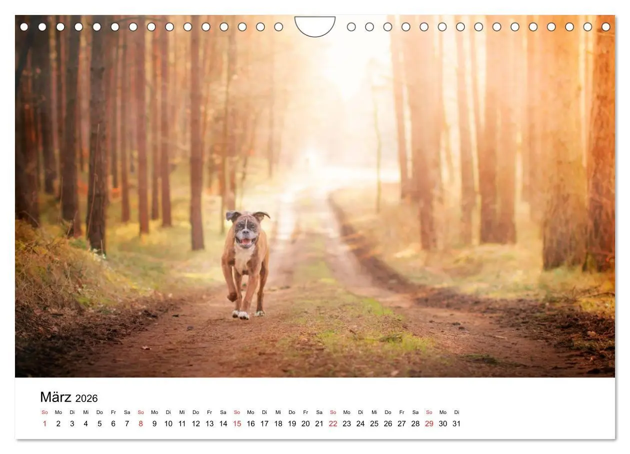 Bild: 9783516064896 | Deutscher Boxer (Wandkalender 2026 DIN A4 quer), CALVENDO...
