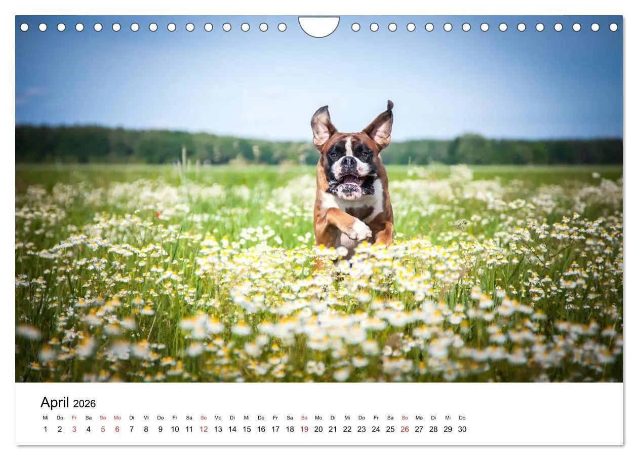 Bild: 9783516064896 | Deutscher Boxer (Wandkalender 2026 DIN A4 quer), CALVENDO...