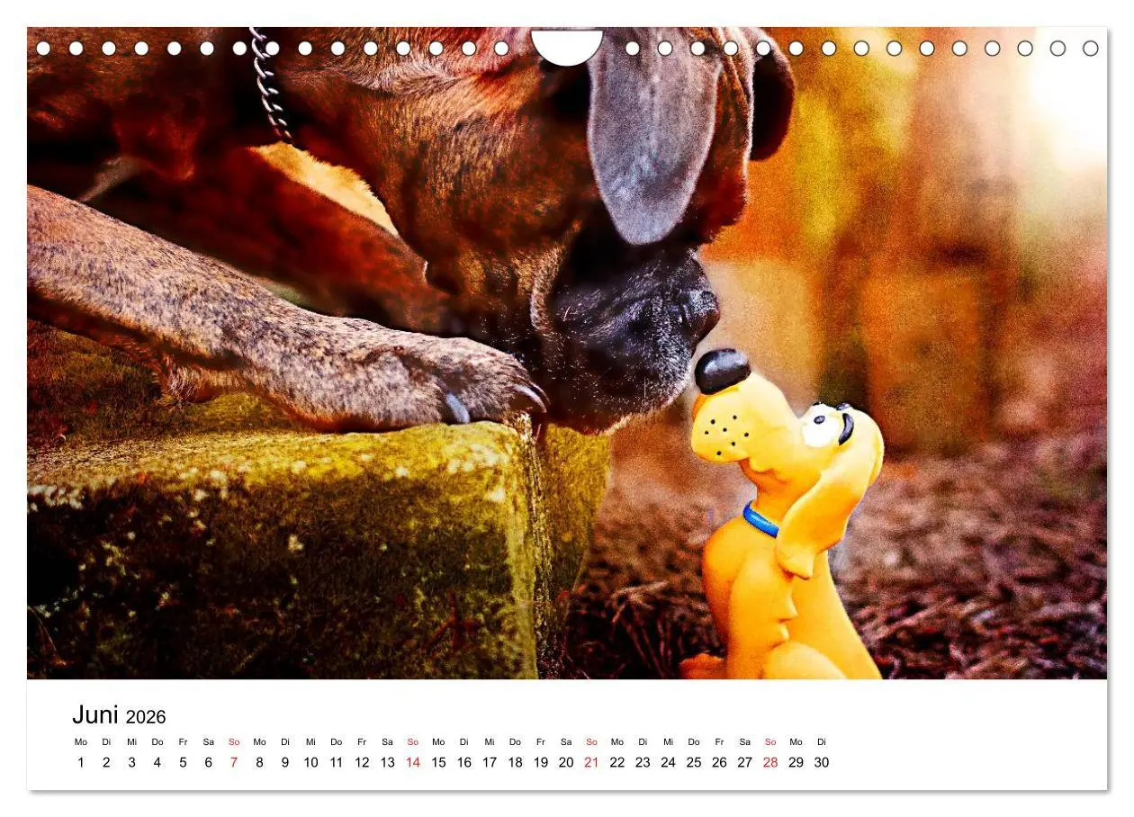 Bild: 9783516064896 | Deutscher Boxer (Wandkalender 2026 DIN A4 quer), CALVENDO...