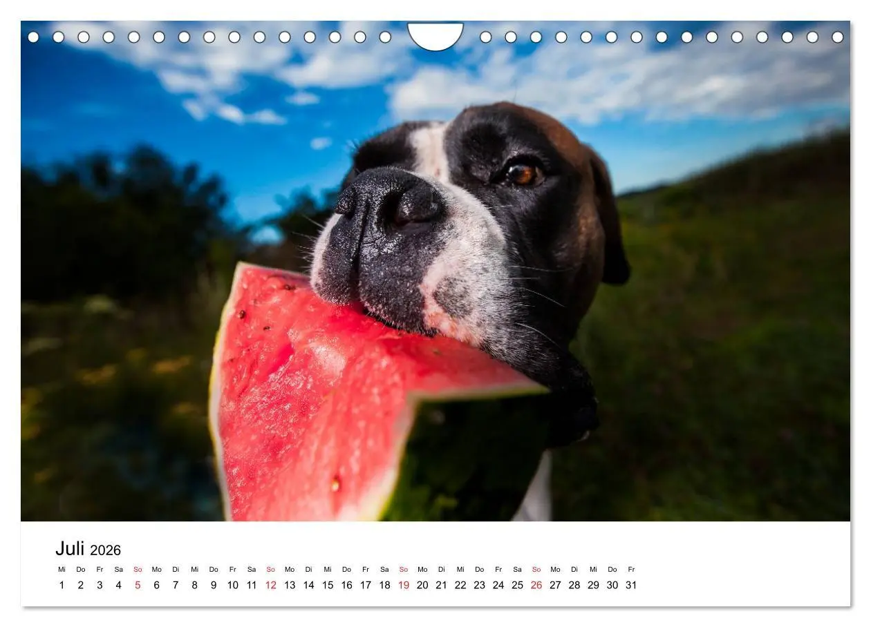 Bild: 9783516064896 | Deutscher Boxer (Wandkalender 2026 DIN A4 quer), CALVENDO...