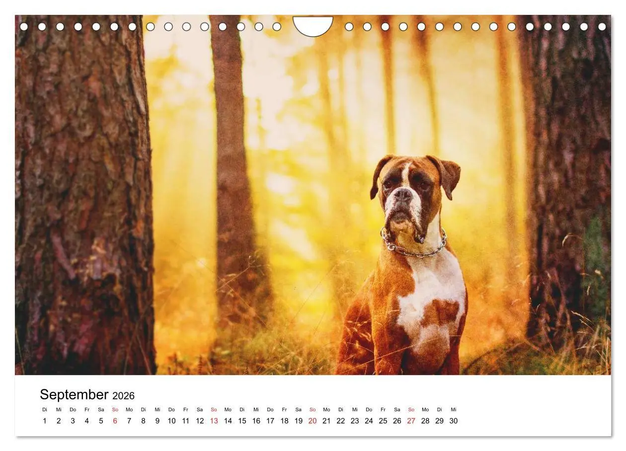 Bild: 9783516064896 | Deutscher Boxer (Wandkalender 2026 DIN A4 quer), CALVENDO...