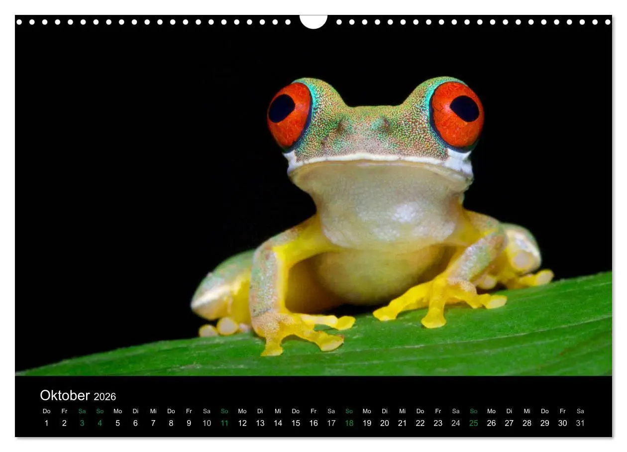 Bild: 9783457964996 | Costa Rica - Faszination Frösche (Wandkalender 2026 DIN A3 quer),...