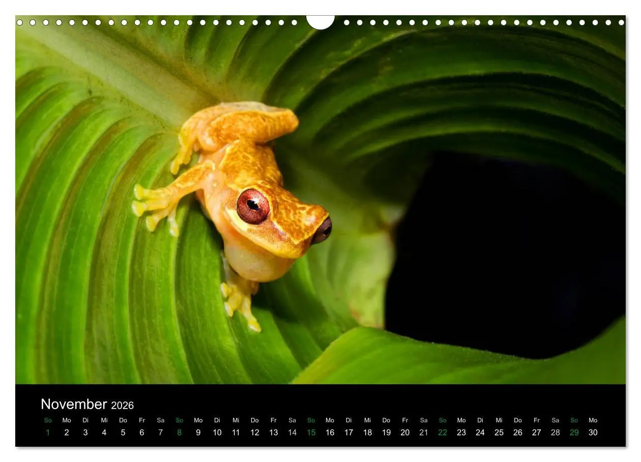 Bild: 9783457964996 | Costa Rica - Faszination Frösche (Wandkalender 2026 DIN A3 quer),...