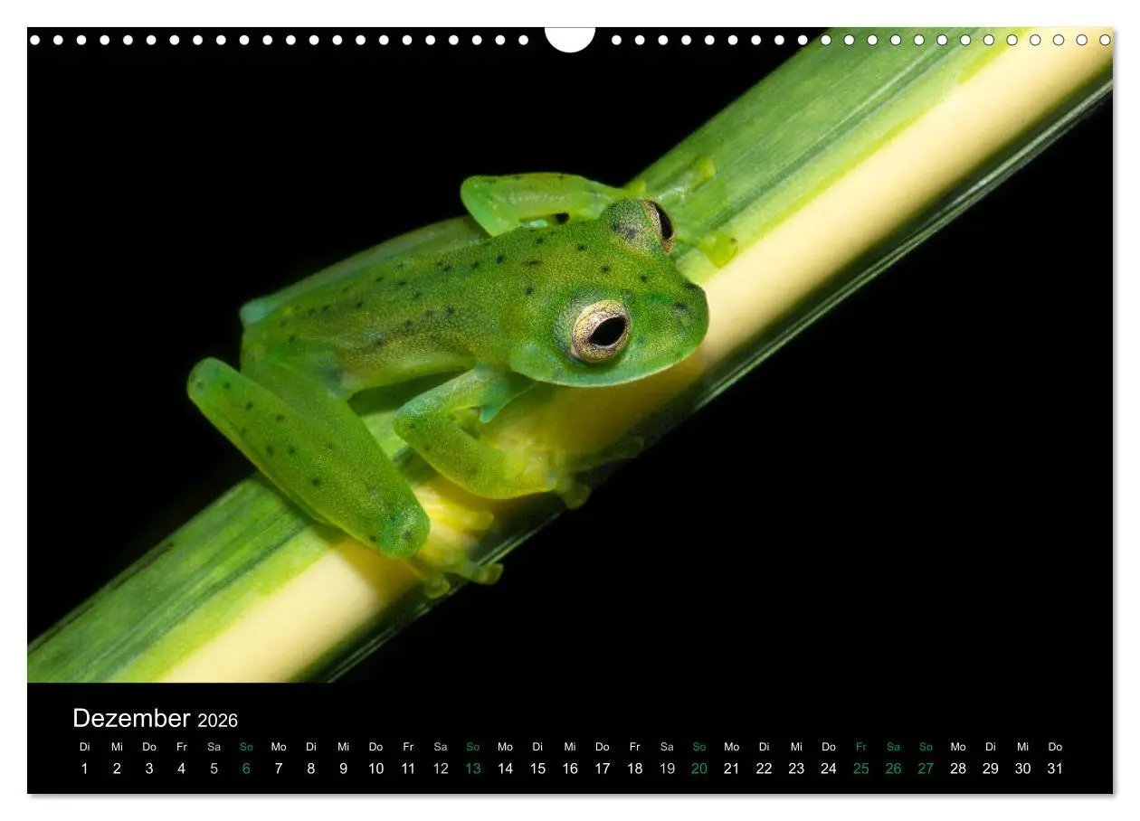 Bild: 9783457964996 | Costa Rica - Faszination Frösche (Wandkalender 2026 DIN A3 quer),...