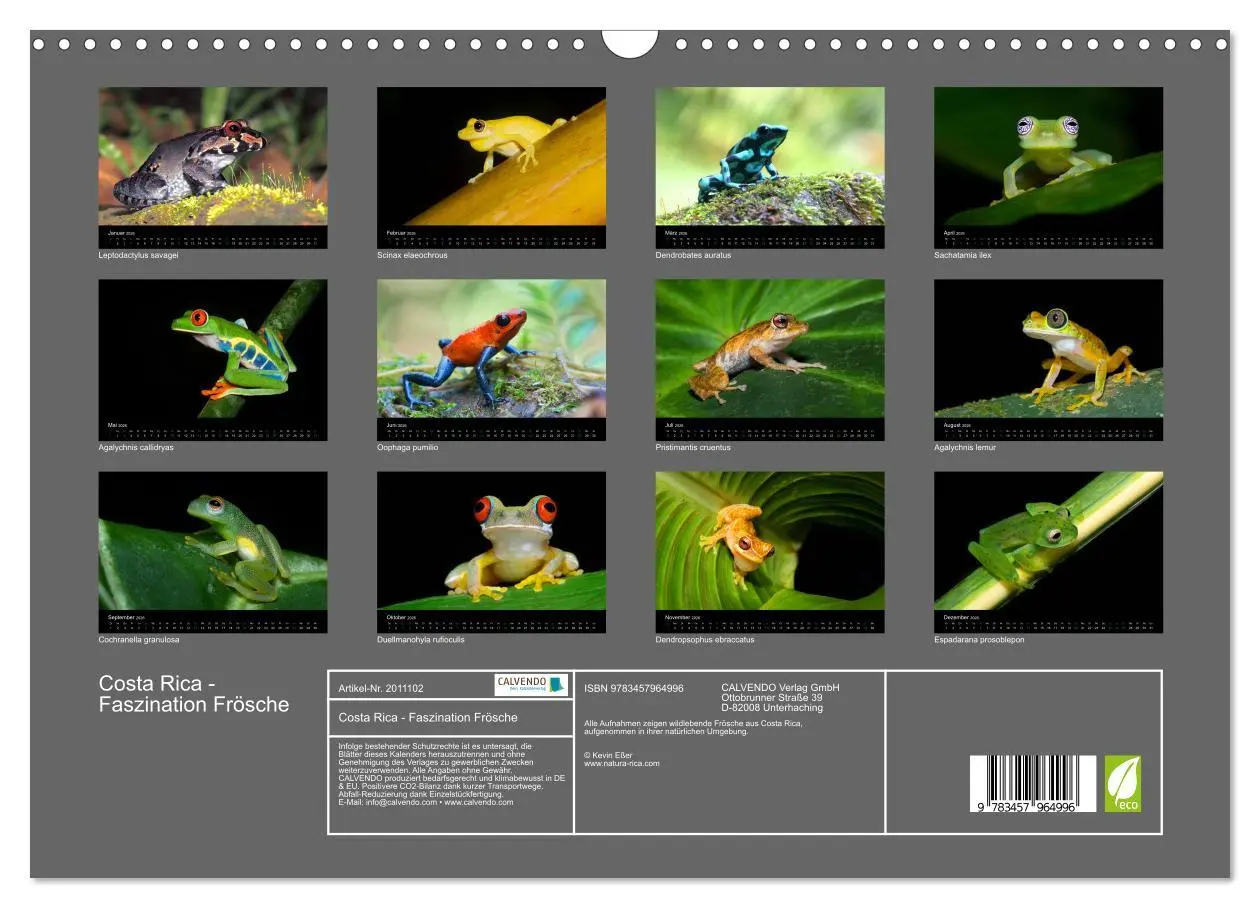 Bild: 9783457964996 | Costa Rica - Faszination Frösche (Wandkalender 2026 DIN A3 quer),...
