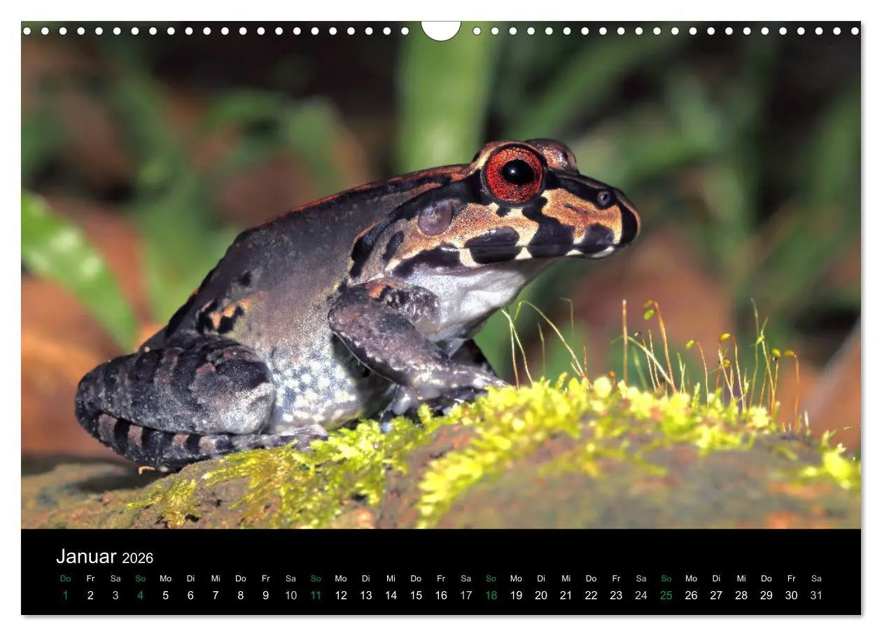 Bild: 9783457964996 | Costa Rica - Faszination Frösche (Wandkalender 2026 DIN A3 quer),...
