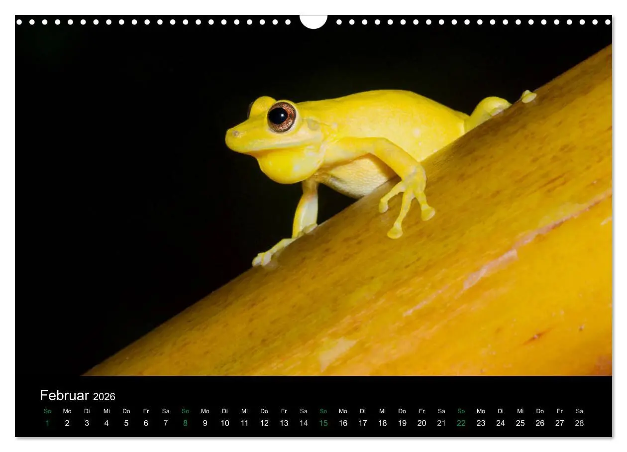 Bild: 9783457964996 | Costa Rica - Faszination Frösche (Wandkalender 2026 DIN A3 quer),...