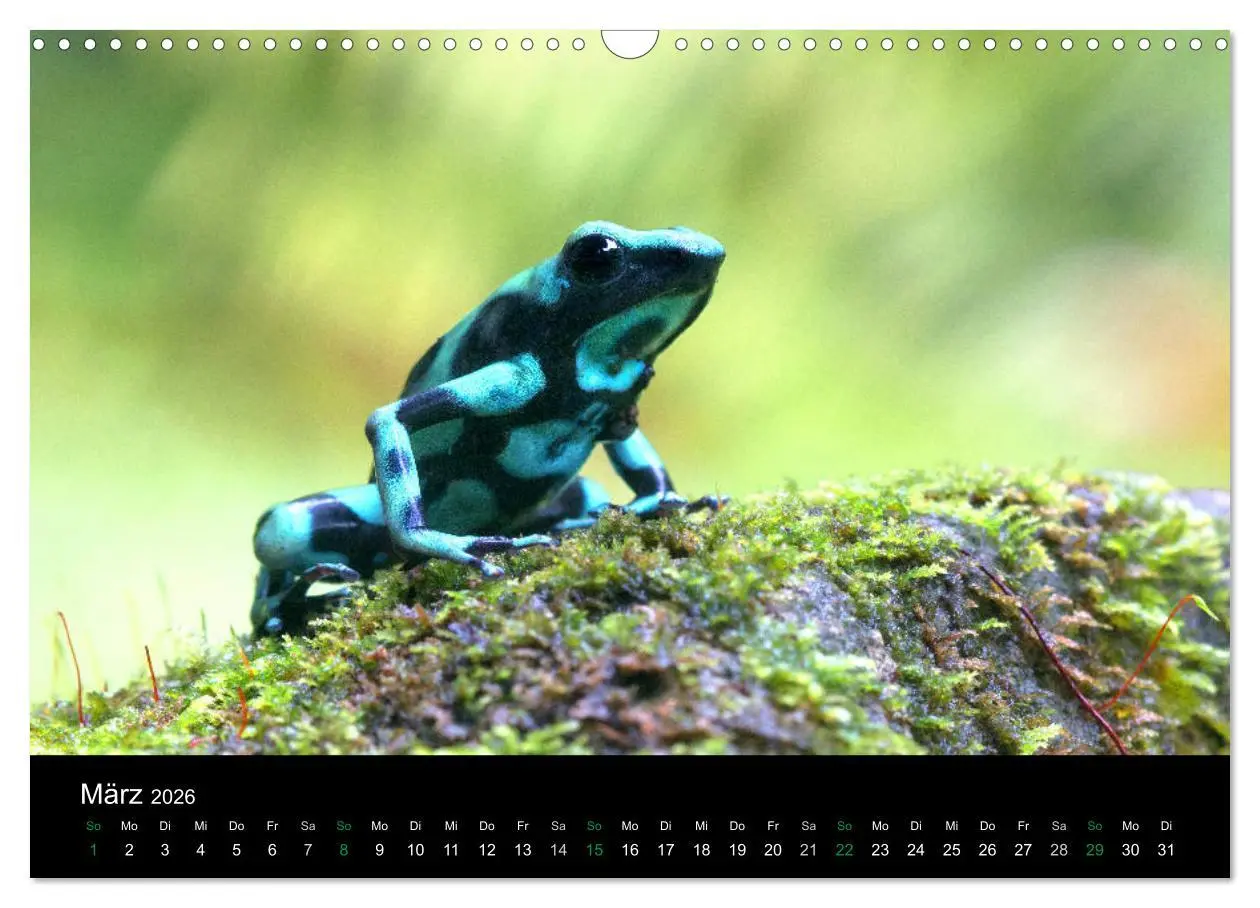 Bild: 9783457964996 | Costa Rica - Faszination Frösche (Wandkalender 2026 DIN A3 quer),...
