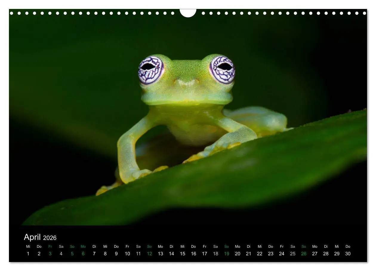 Bild: 9783457964996 | Costa Rica - Faszination Frösche (Wandkalender 2026 DIN A3 quer),...