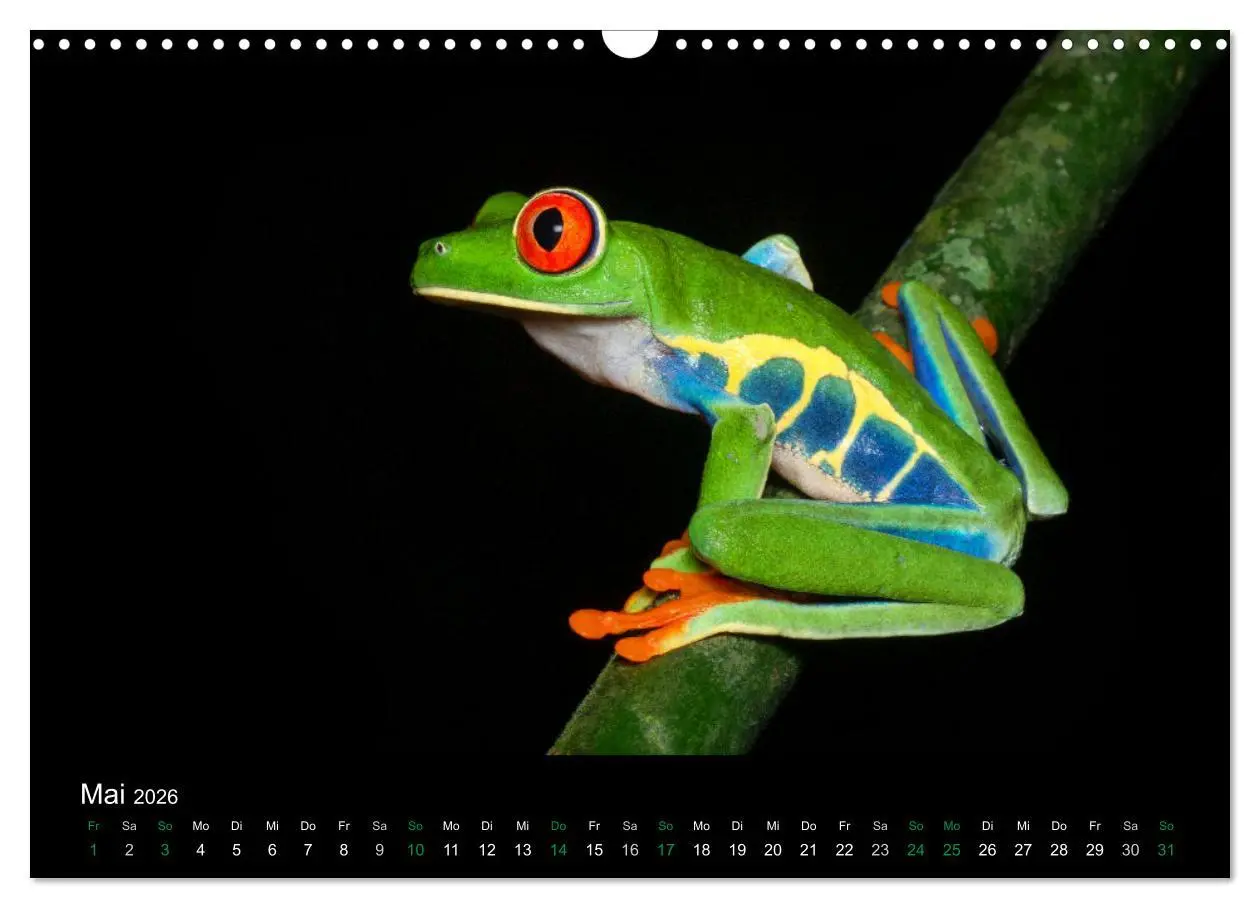Bild: 9783457964996 | Costa Rica - Faszination Frösche (Wandkalender 2026 DIN A3 quer),...