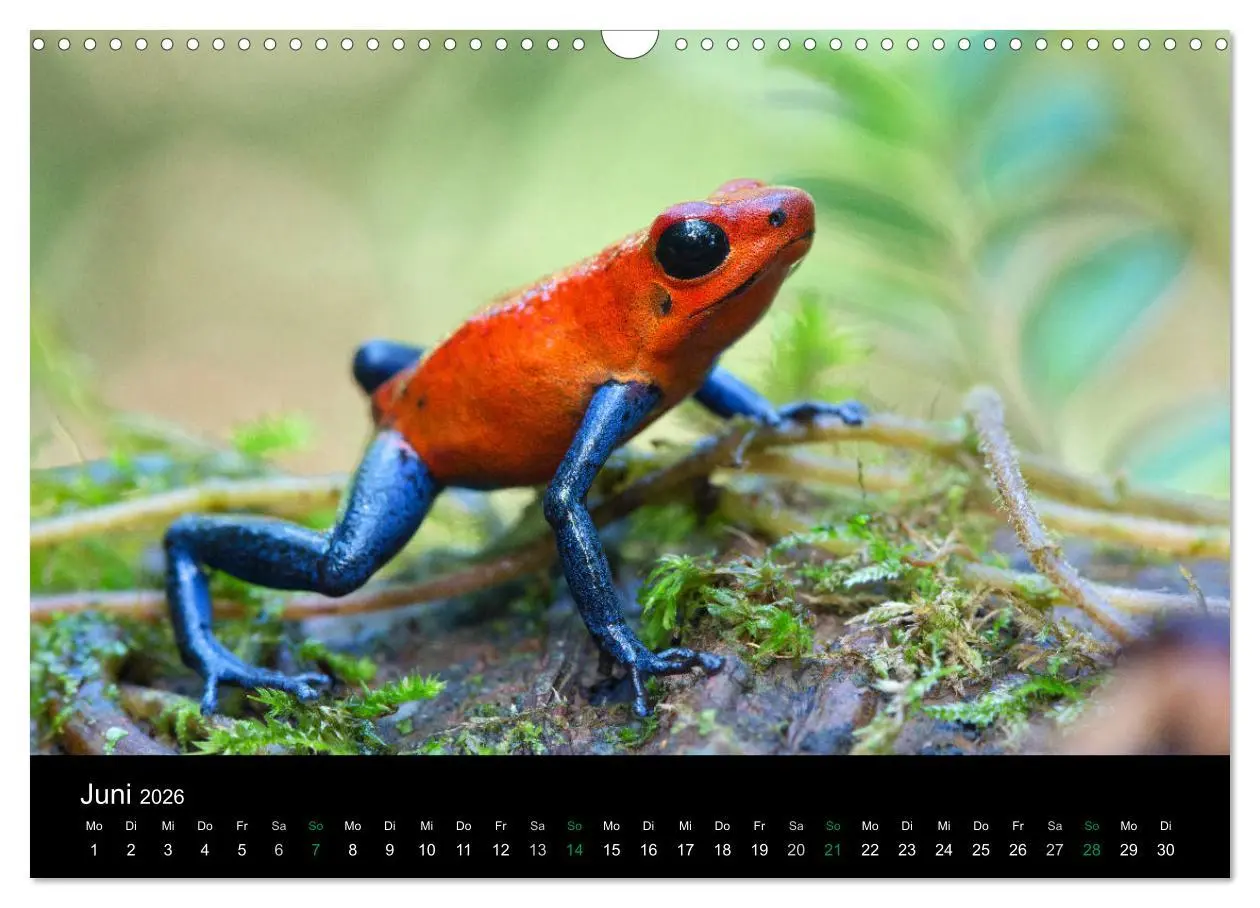 Bild: 9783457964996 | Costa Rica - Faszination Frösche (Wandkalender 2026 DIN A3 quer),...