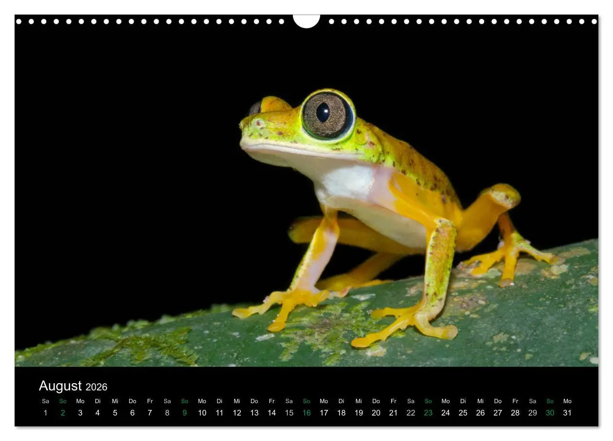 Bild: 9783457964996 | Costa Rica - Faszination Frösche (Wandkalender 2026 DIN A3 quer),...