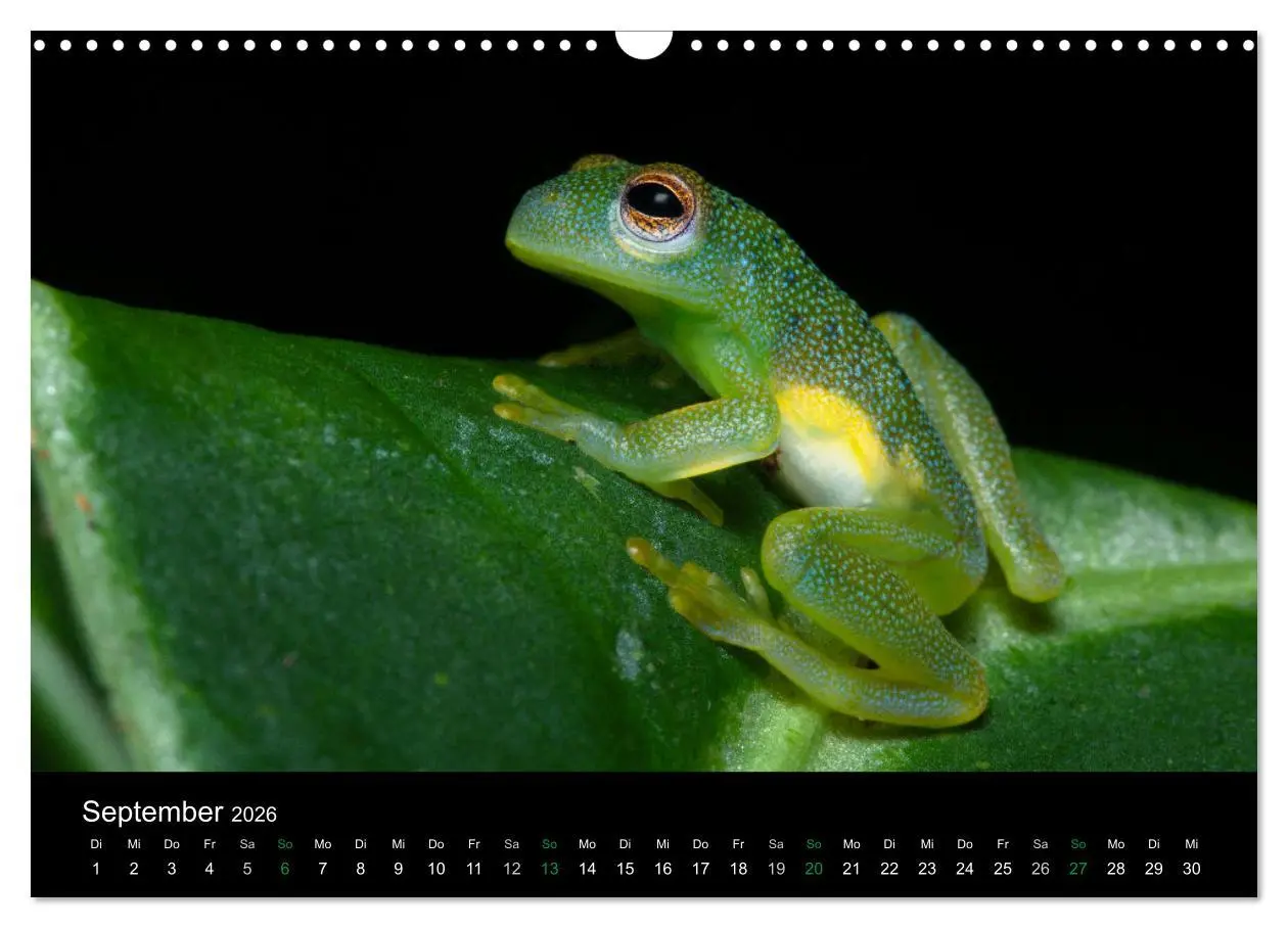 Bild: 9783457964996 | Costa Rica - Faszination Frösche (Wandkalender 2026 DIN A3 quer),...