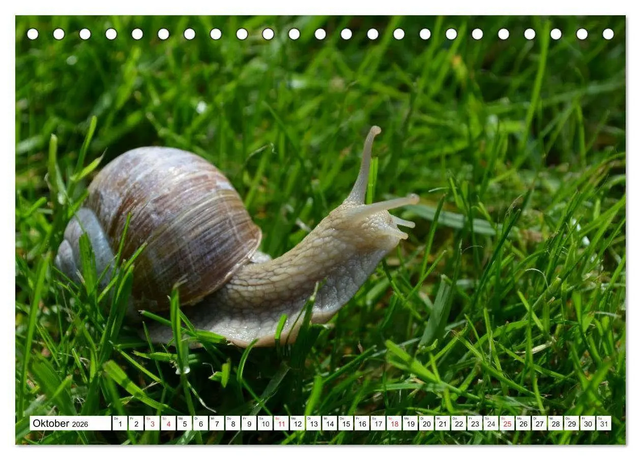 Bild: 9783516054996 | Schnecken. Witzige Schleimer (Tischkalender 2026 DIN A5 quer),...