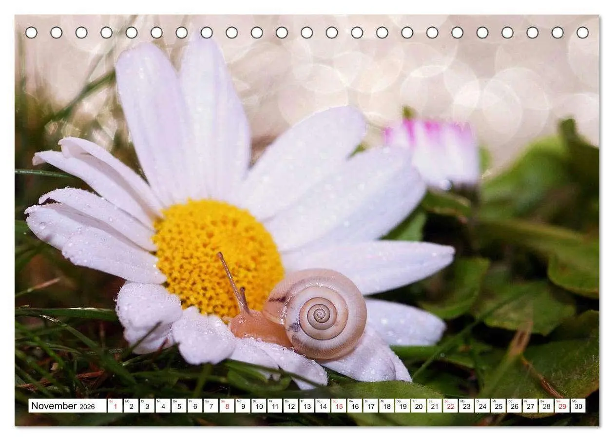 Bild: 9783516054996 | Schnecken. Witzige Schleimer (Tischkalender 2026 DIN A5 quer),...