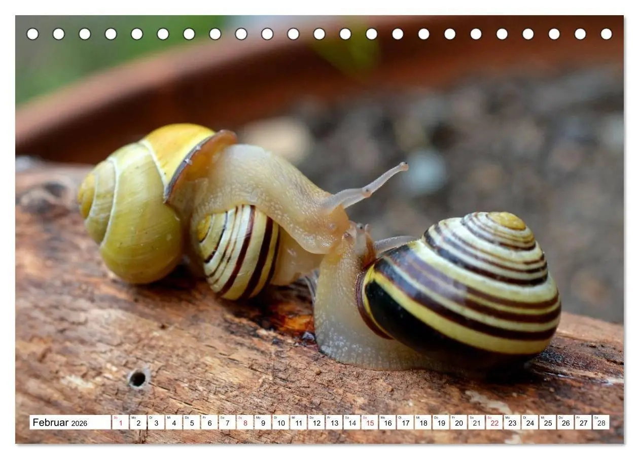 Bild: 9783516054996 | Schnecken. Witzige Schleimer (Tischkalender 2026 DIN A5 quer),...