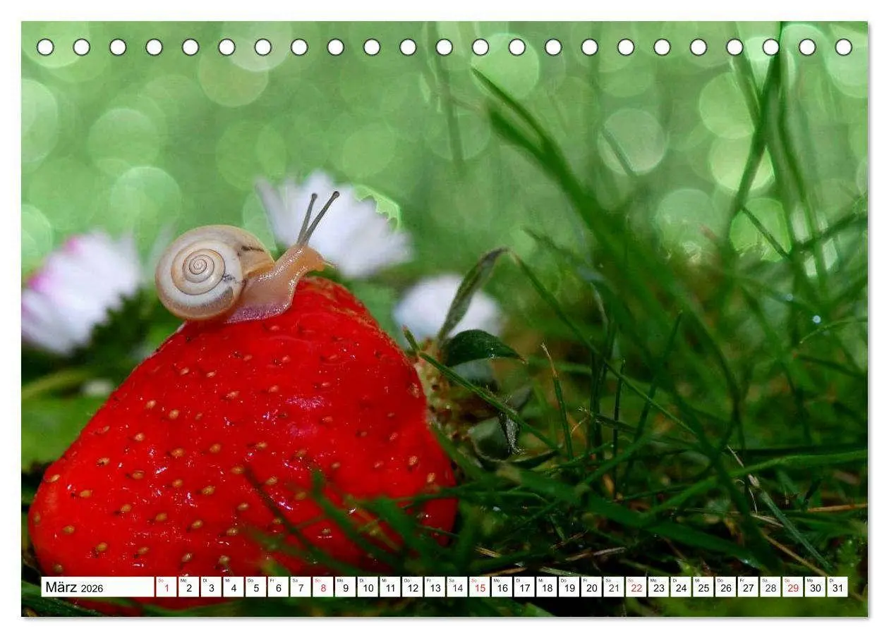 Bild: 9783516054996 | Schnecken. Witzige Schleimer (Tischkalender 2026 DIN A5 quer),...