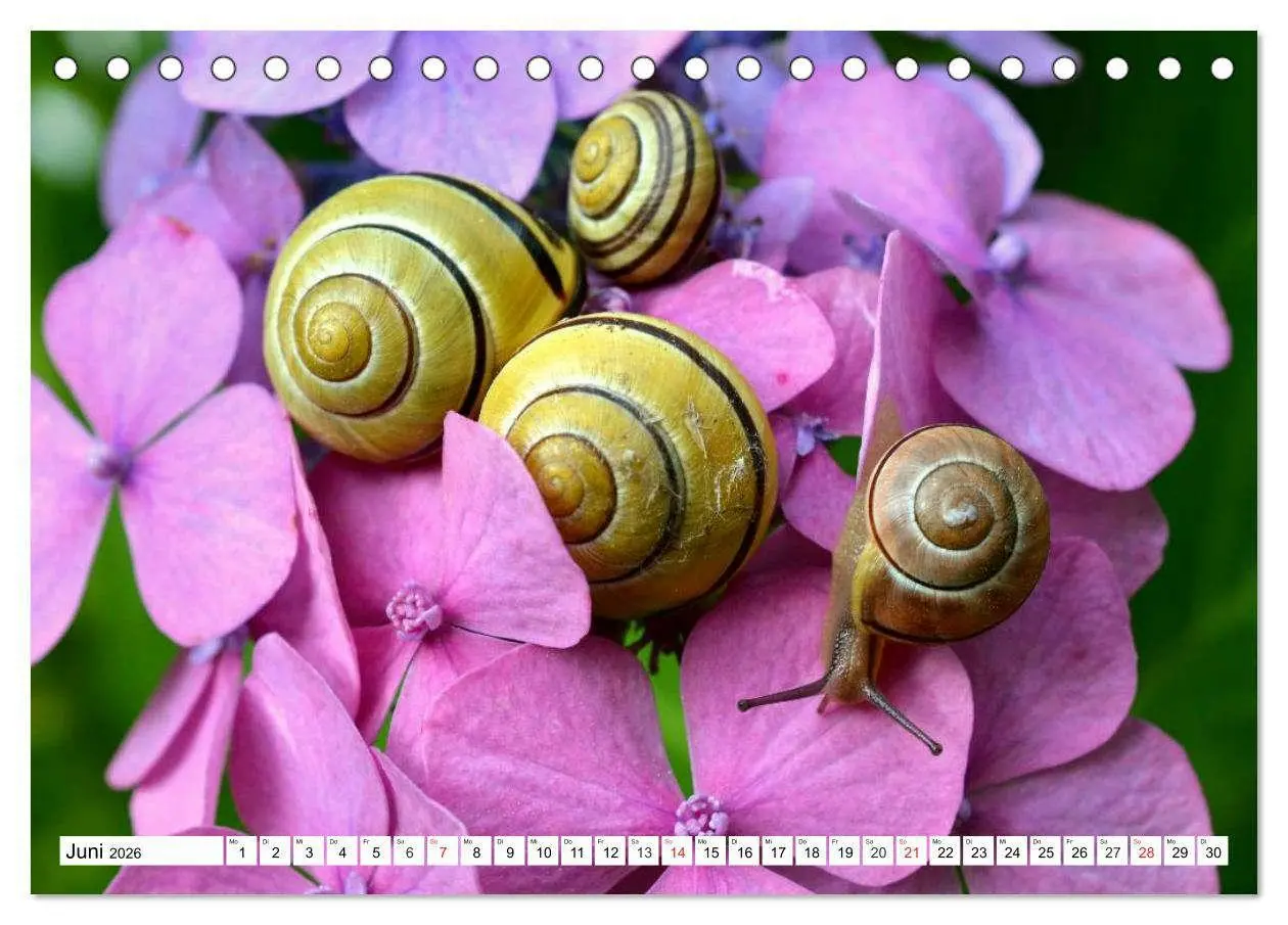 Bild: 9783516054996 | Schnecken. Witzige Schleimer (Tischkalender 2026 DIN A5 quer),...