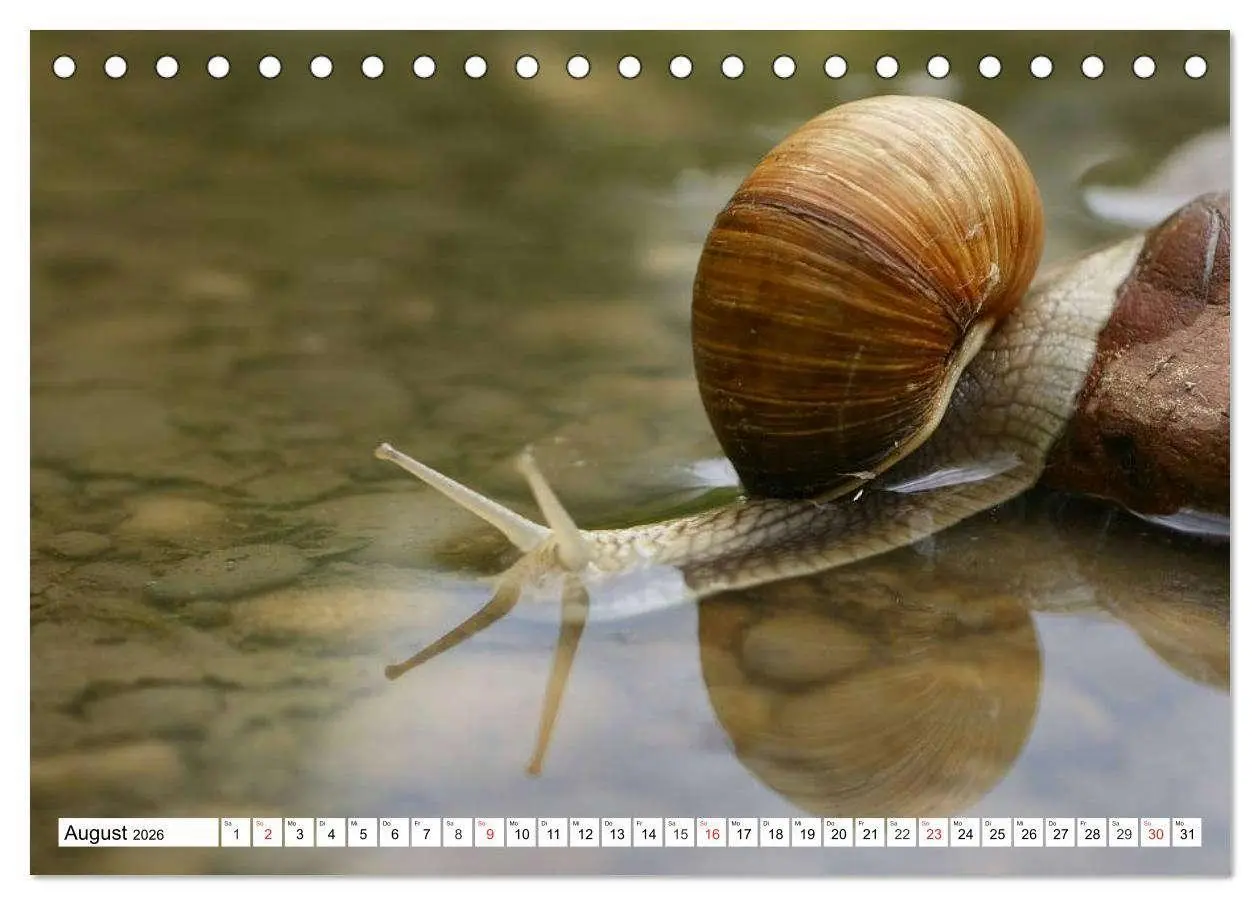 Bild: 9783516054996 | Schnecken. Witzige Schleimer (Tischkalender 2026 DIN A5 quer),...