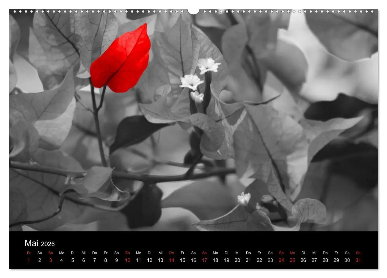 Bild: 9783516215496 | Blickfang in Rot (hochwertiger Premium Wandkalender 2026 DIN A2...