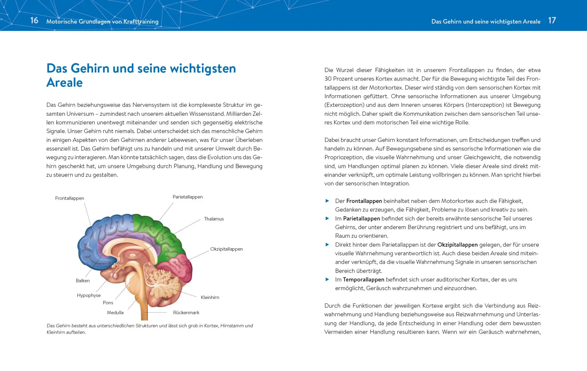 Bild: 9783742315496 | Das neue Krafttraining | Patrick Meinart | Taschenbuch | 288 S. | 2020