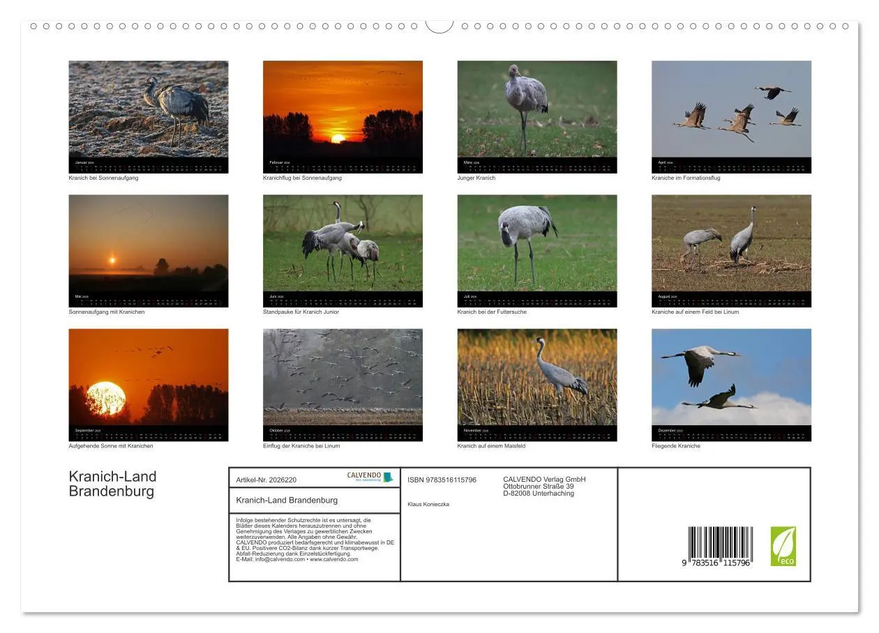 Bild: 9783516115796 | Kranich-Land Brandenburg (hochwertiger Premium Wandkalender 2026...