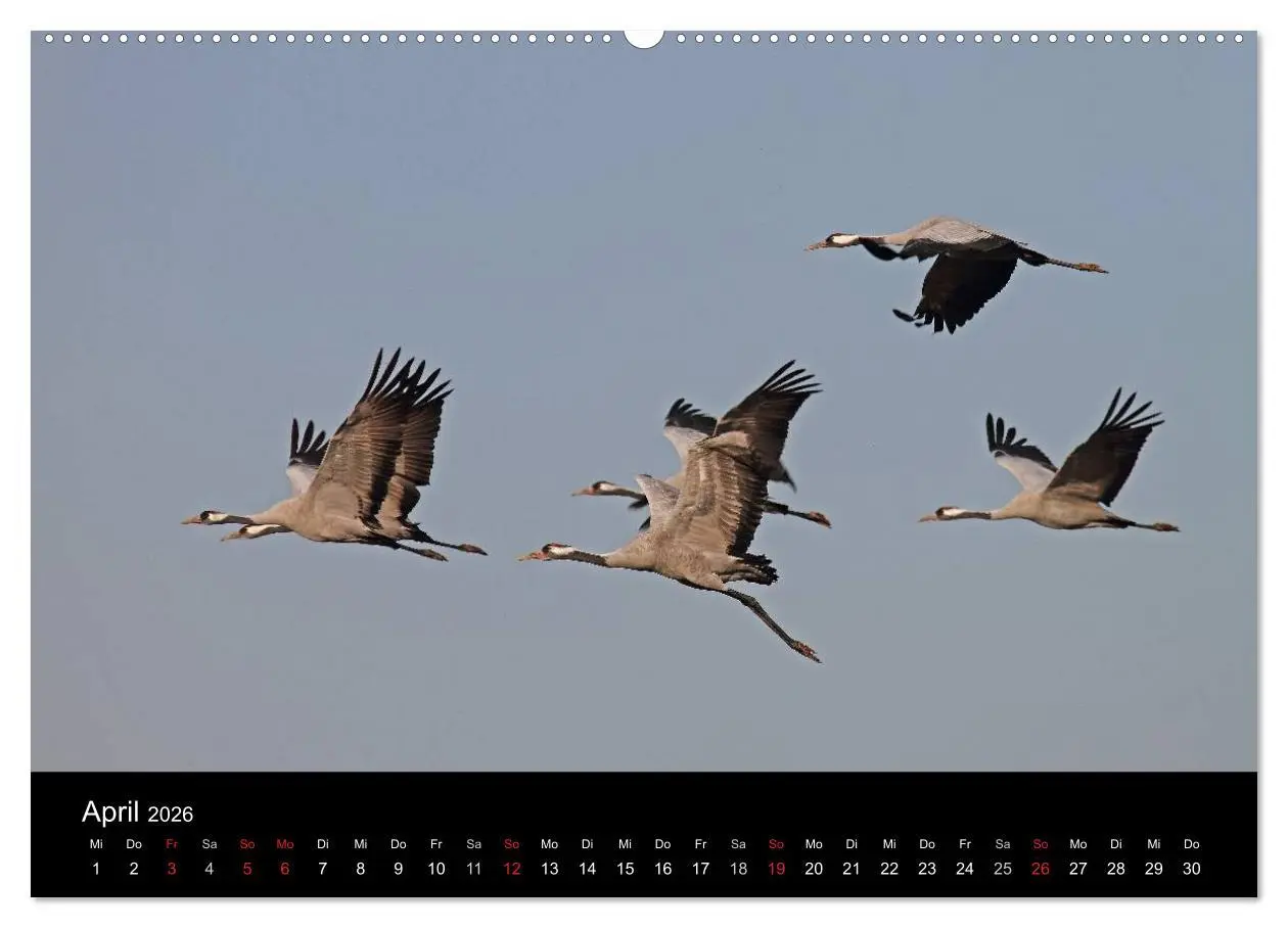 Bild: 9783516115796 | Kranich-Land Brandenburg (hochwertiger Premium Wandkalender 2026...