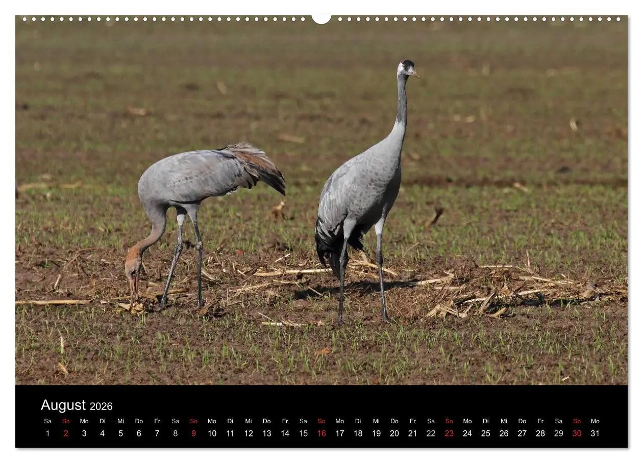 Bild: 9783516115796 | Kranich-Land Brandenburg (hochwertiger Premium Wandkalender 2026...