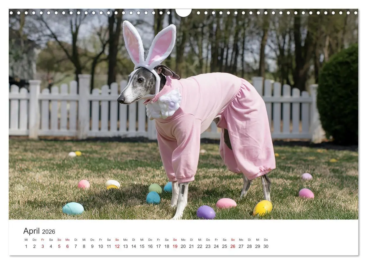 Bild: 9783457255896 | Funny Greyhounds - Windhunde mal anders (Wandkalender 2026 DIN A3...