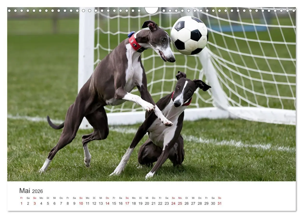 Bild: 9783457255896 | Funny Greyhounds - Windhunde mal anders (Wandkalender 2026 DIN A3...