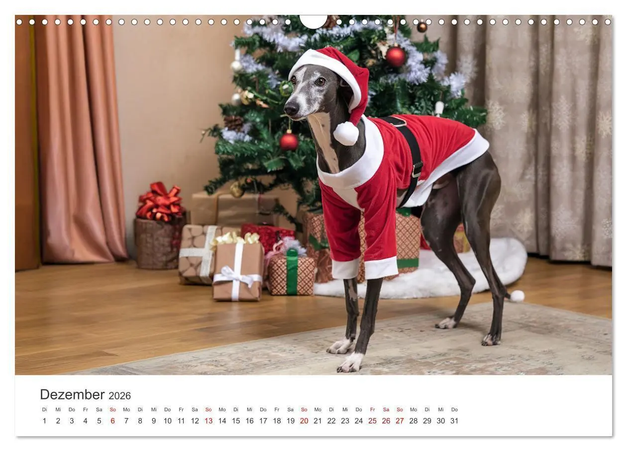 Bild: 9783457255896 | Funny Greyhounds - Windhunde mal anders (Wandkalender 2026 DIN A3...