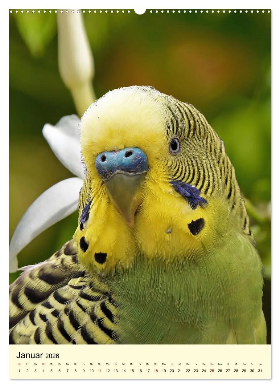 Bild: 9783516345896 | Auge in Auge mit Kakadus und Sittichen aus Australien (hochwertiger...