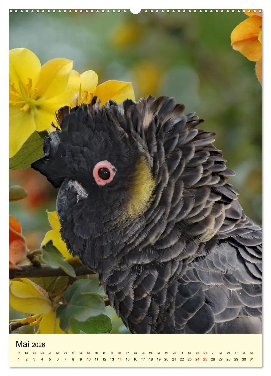Bild: 9783516345896 | Auge in Auge mit Kakadus und Sittichen aus Australien (hochwertiger...