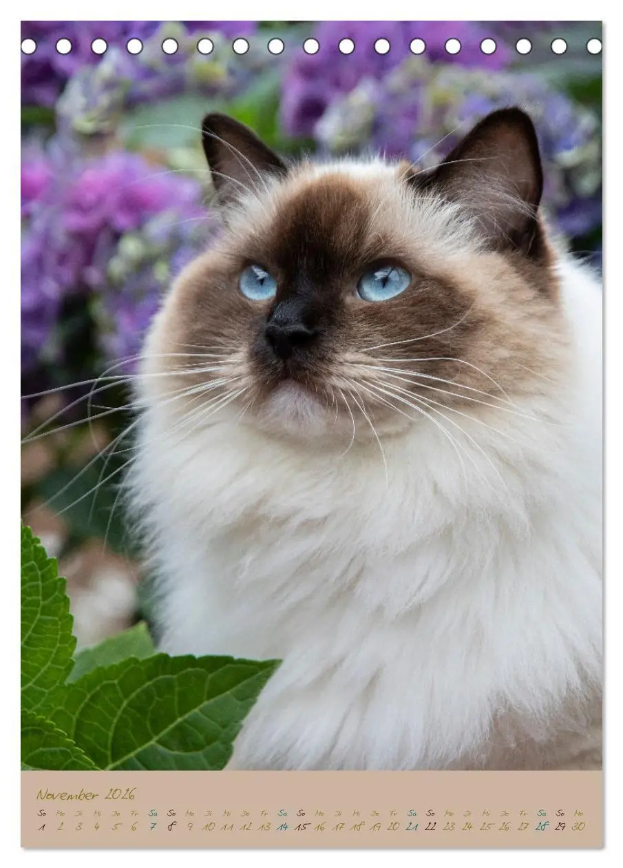 Bild: 9783516335996 | Plüschige Katzen im Garten (Tischkalender 2026 DIN A5 hoch),...