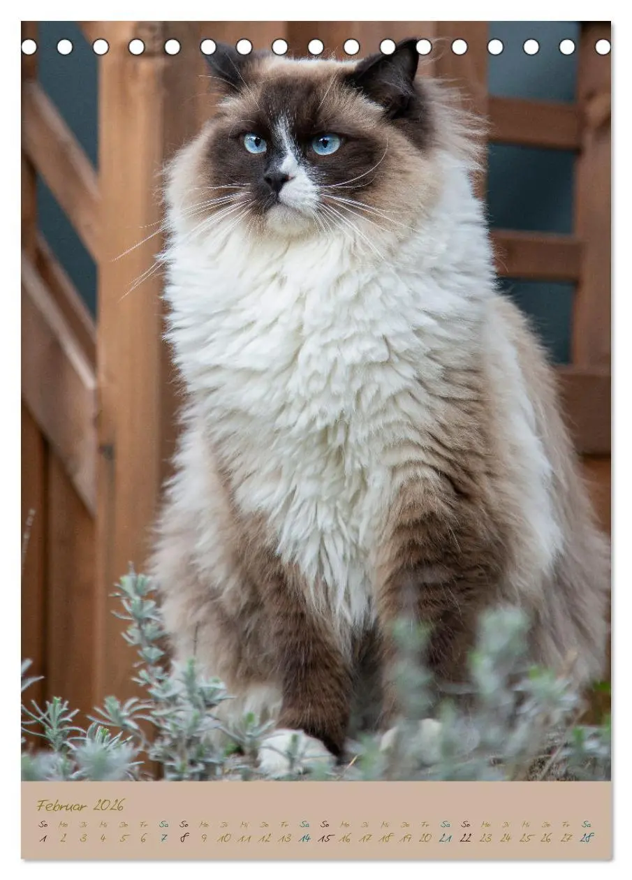 Bild: 9783516335996 | Plüschige Katzen im Garten (Tischkalender 2026 DIN A5 hoch),...