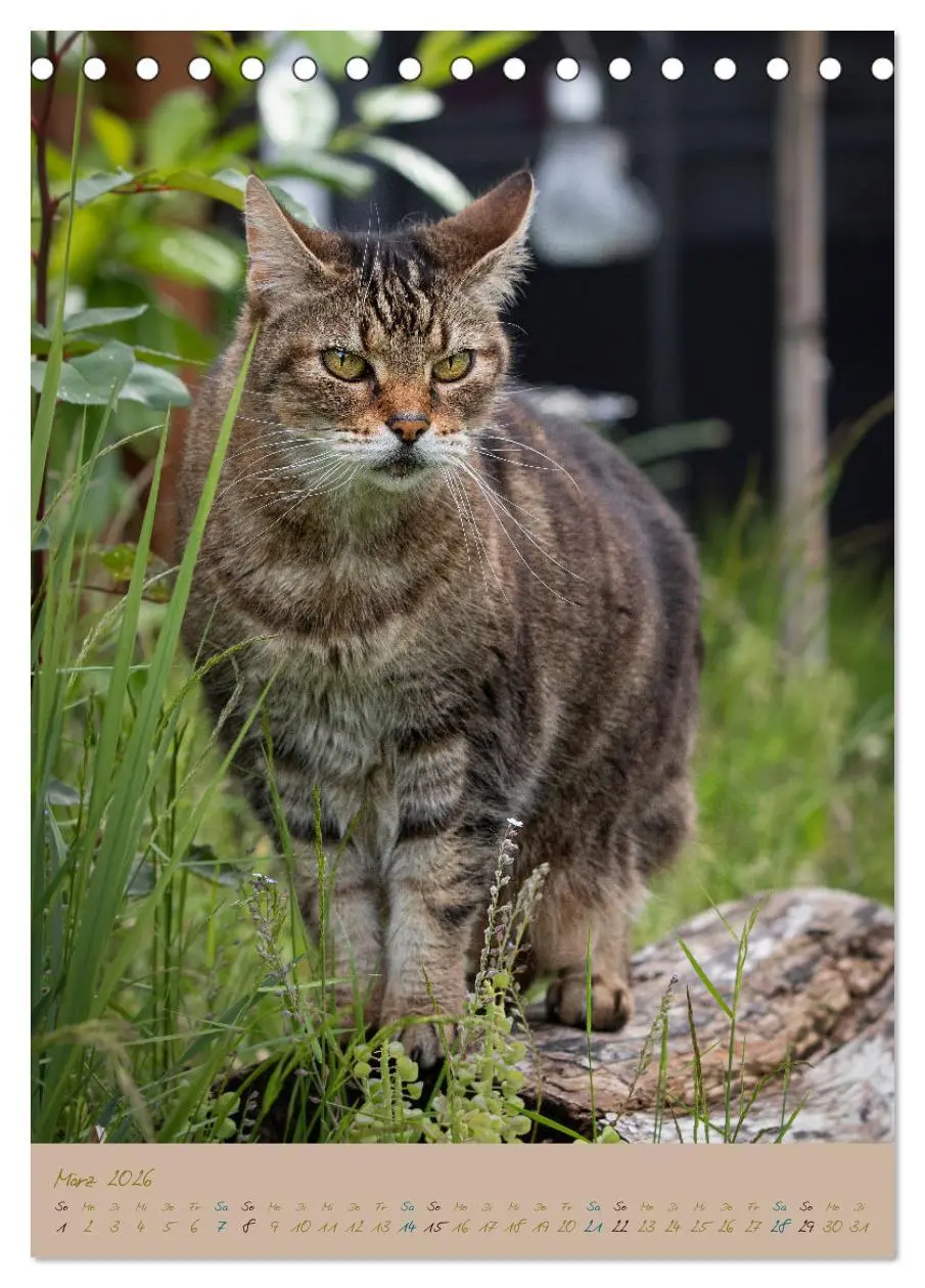 Bild: 9783516335996 | Plüschige Katzen im Garten (Tischkalender 2026 DIN A5 hoch),...