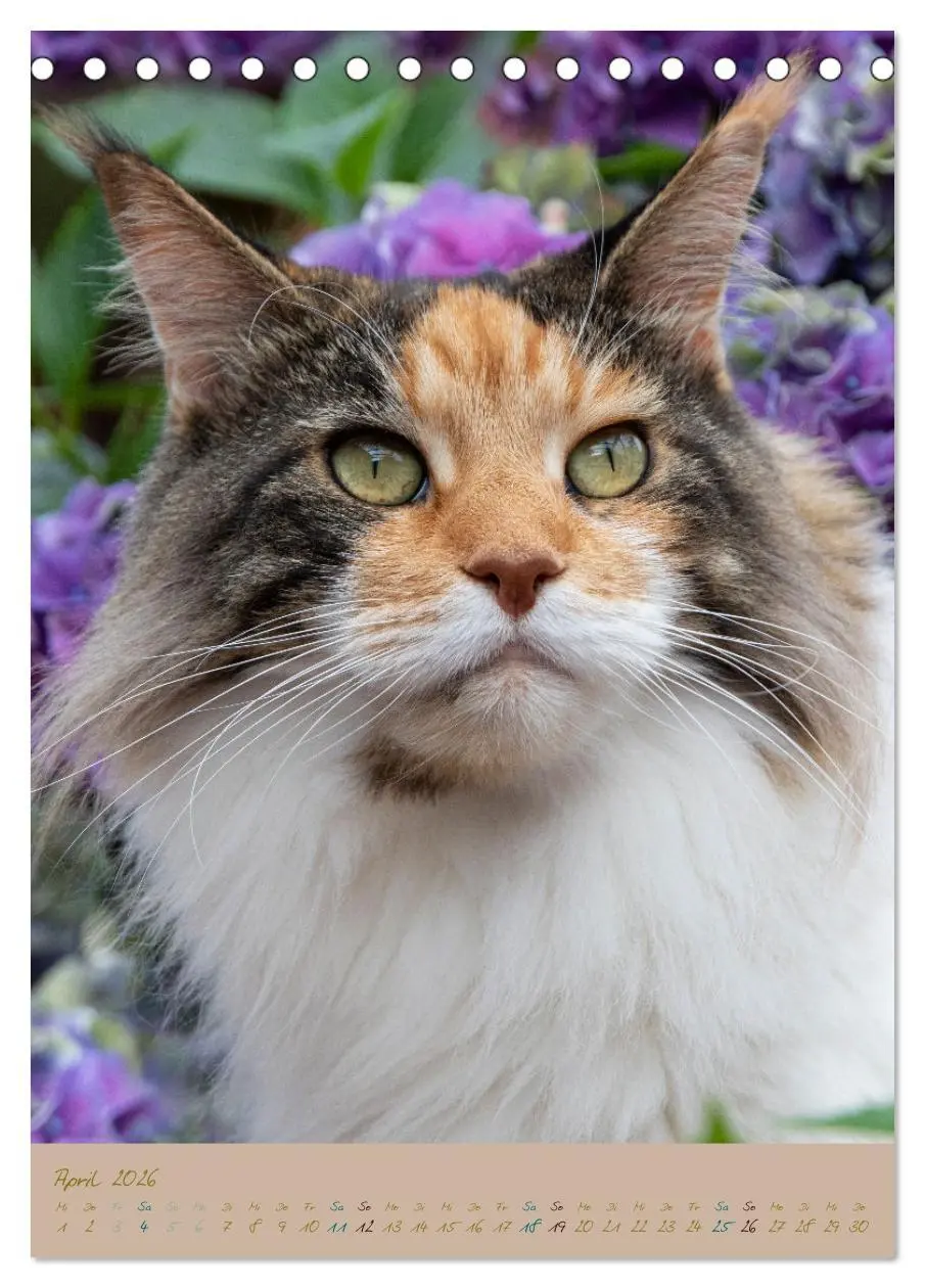 Bild: 9783516335996 | Plüschige Katzen im Garten (Tischkalender 2026 DIN A5 hoch),...