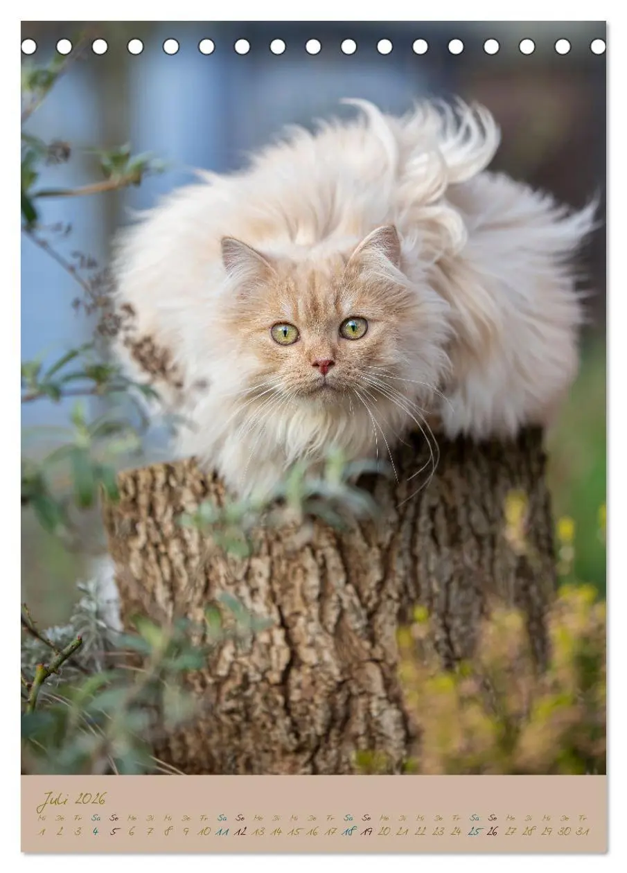 Bild: 9783516335996 | Plüschige Katzen im Garten (Tischkalender 2026 DIN A5 hoch),...