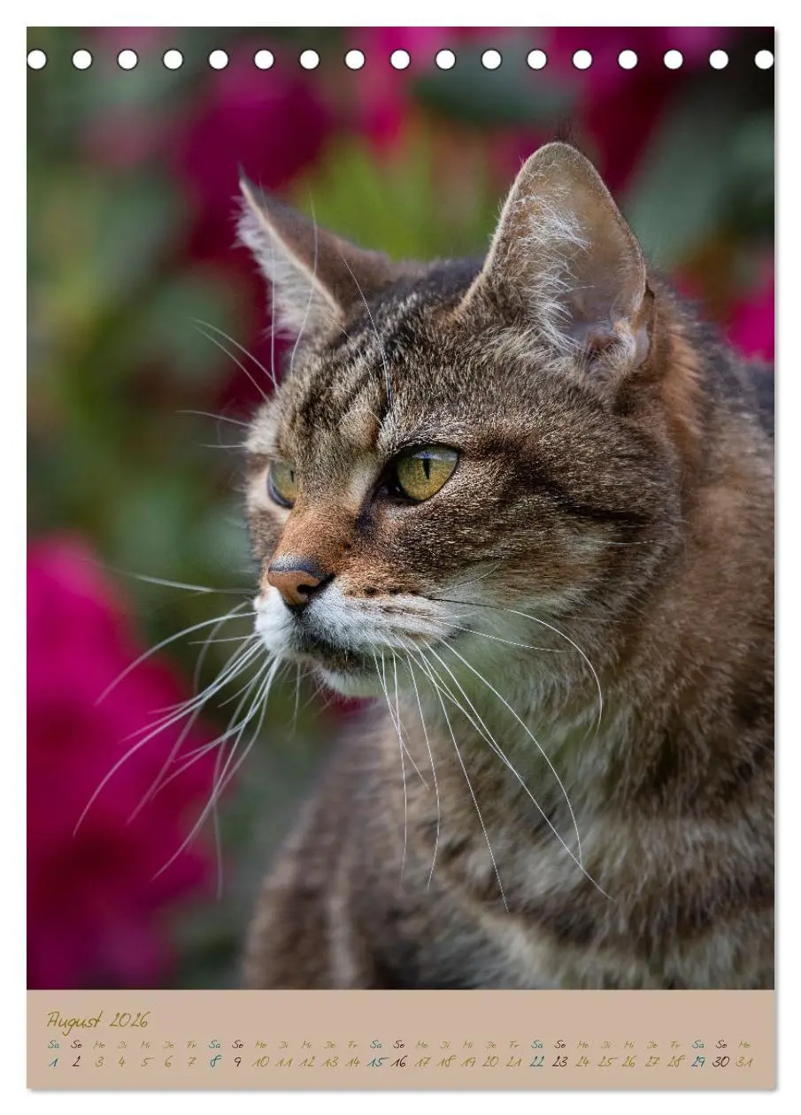 Bild: 9783516335996 | Plüschige Katzen im Garten (Tischkalender 2026 DIN A5 hoch),...