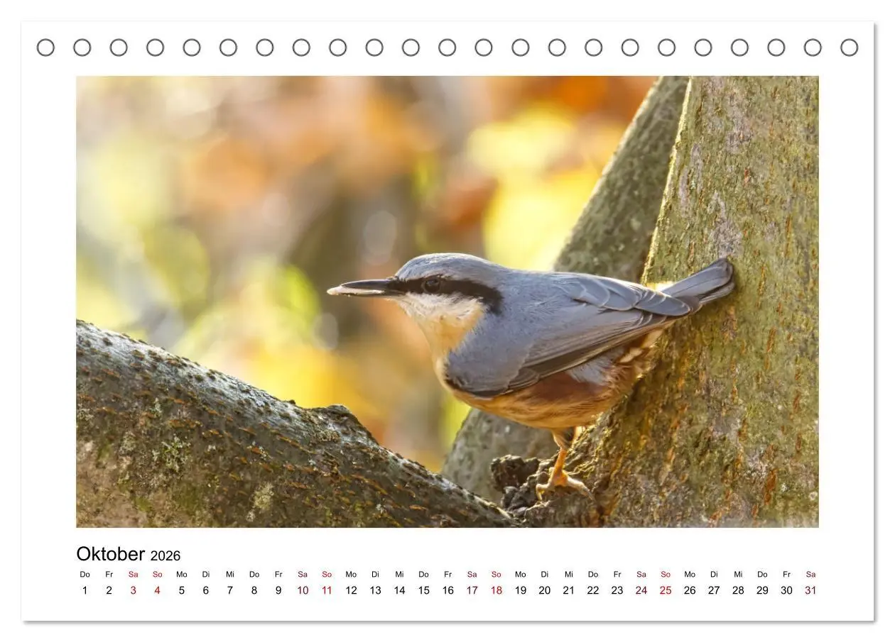 Bild: 9783457516096 | Flinke Kleiber (Tischkalender 2026 DIN A5 quer), CALVENDO...