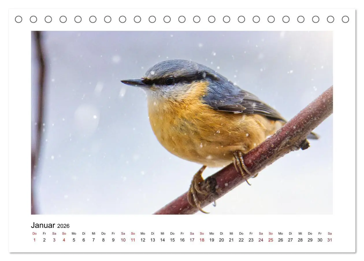 Bild: 9783457516096 | Flinke Kleiber (Tischkalender 2026 DIN A5 quer), CALVENDO...