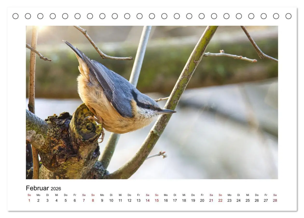 Bild: 9783457516096 | Flinke Kleiber (Tischkalender 2026 DIN A5 quer), CALVENDO...
