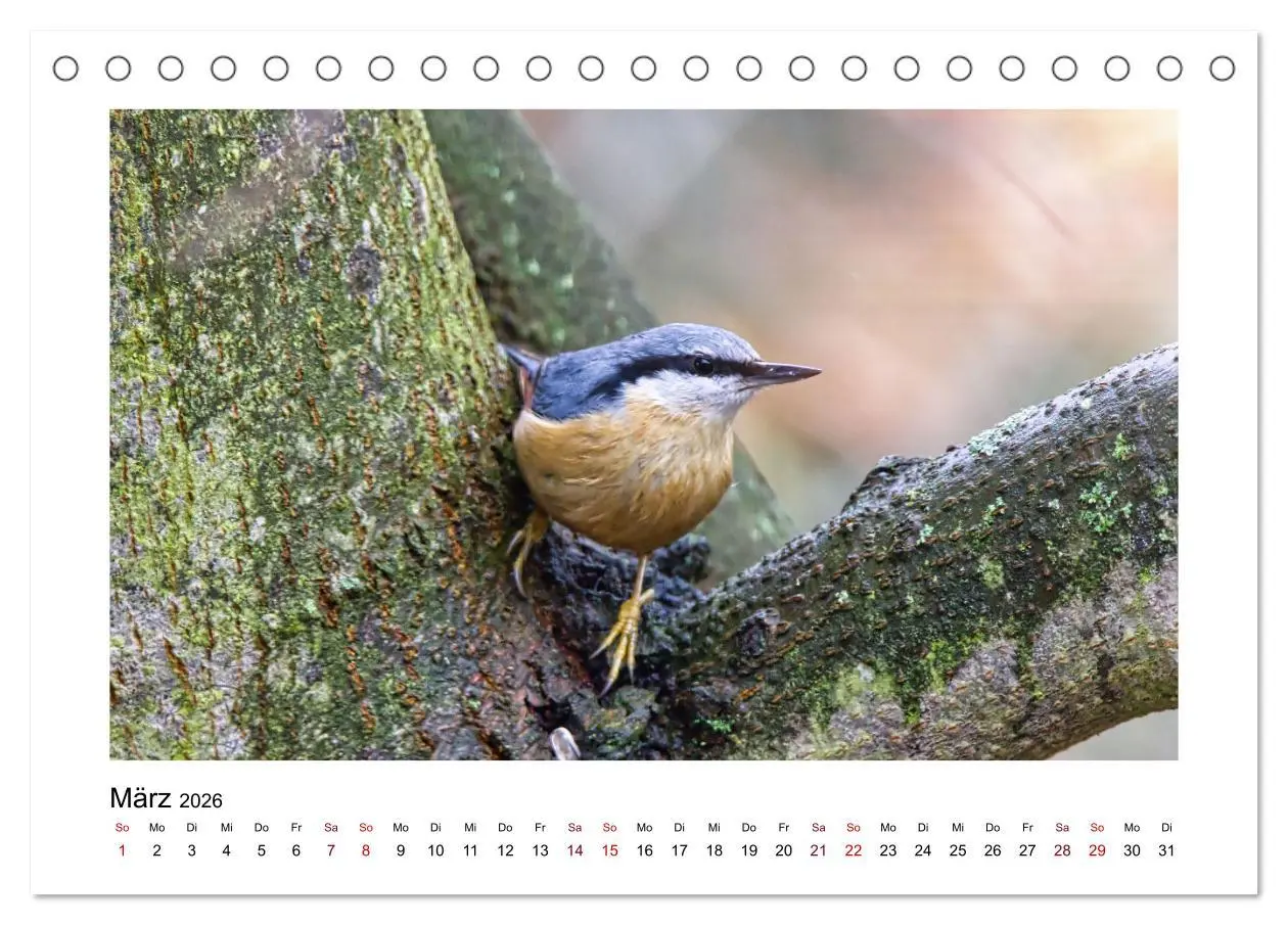 Bild: 9783457516096 | Flinke Kleiber (Tischkalender 2026 DIN A5 quer), CALVENDO...