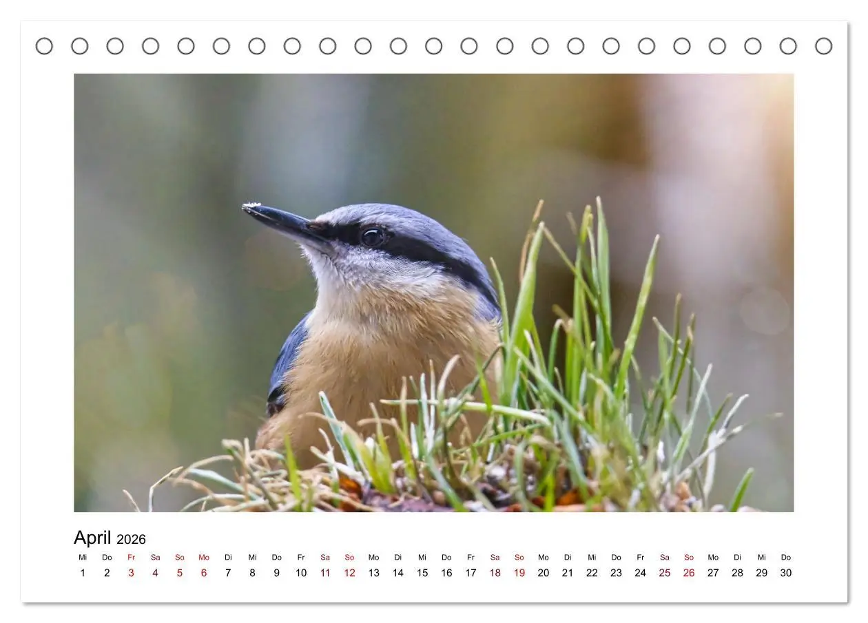 Bild: 9783457516096 | Flinke Kleiber (Tischkalender 2026 DIN A5 quer), CALVENDO...