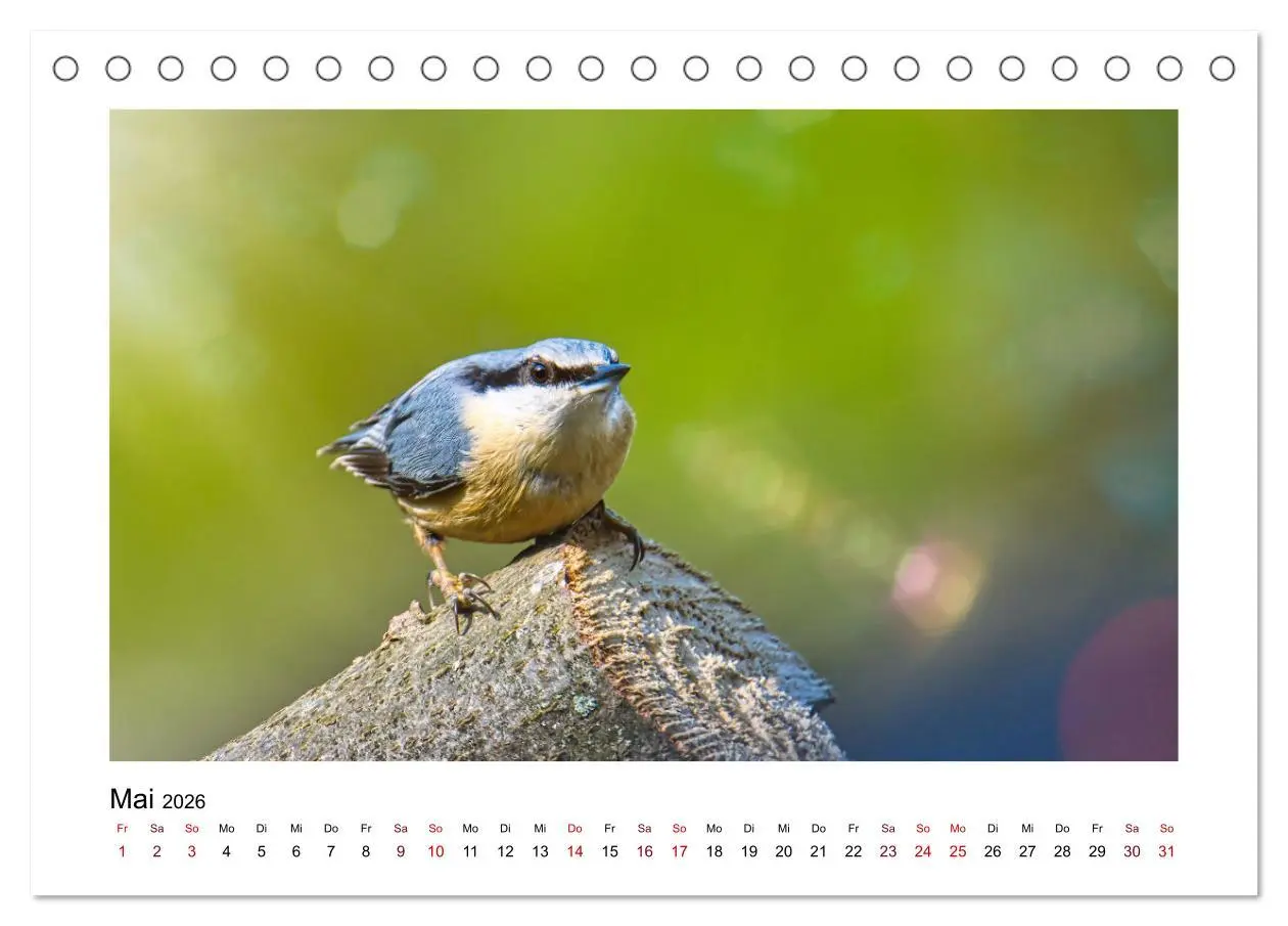 Bild: 9783457516096 | Flinke Kleiber (Tischkalender 2026 DIN A5 quer), CALVENDO...