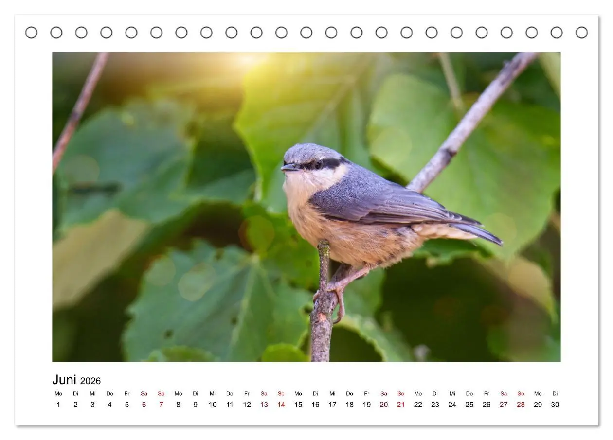 Bild: 9783457516096 | Flinke Kleiber (Tischkalender 2026 DIN A5 quer), CALVENDO...