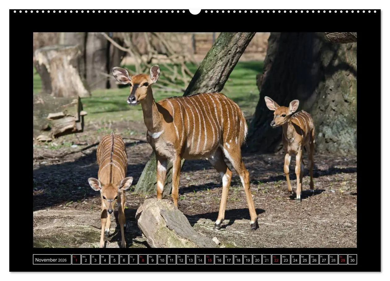 Bild: 9783516086096 | Dresdner Zootiere 2026 (Wandkalender 2026 DIN A2 quer), CALVENDO...